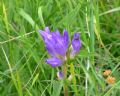 Campanula glomerata